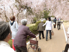 お花見