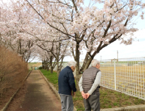 花見
